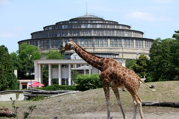 Wnętrze Wrocławskiego Zoo z różnorodnymi gatunkami zwierząt